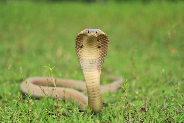 cobra snake in the wild