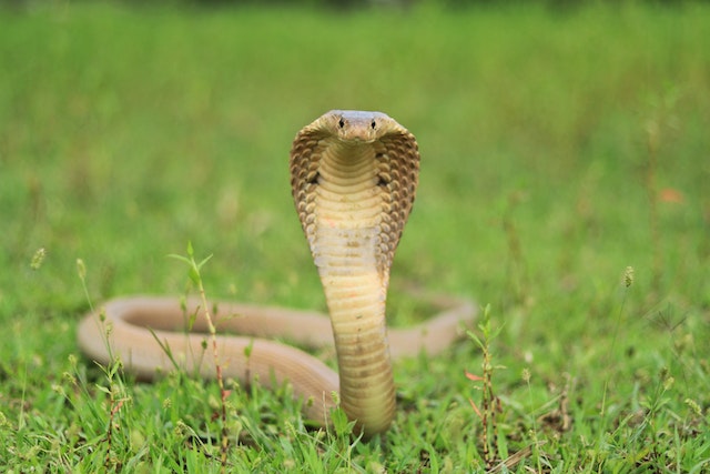 King Cobra  Snake photos, Indian cobra, King cobra snake